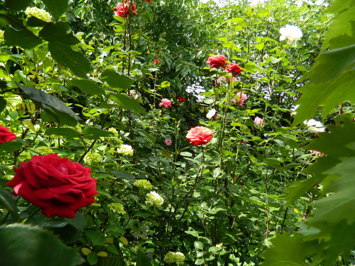 DSCN0607