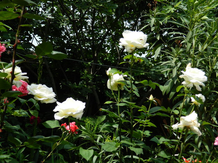 DSCN0608