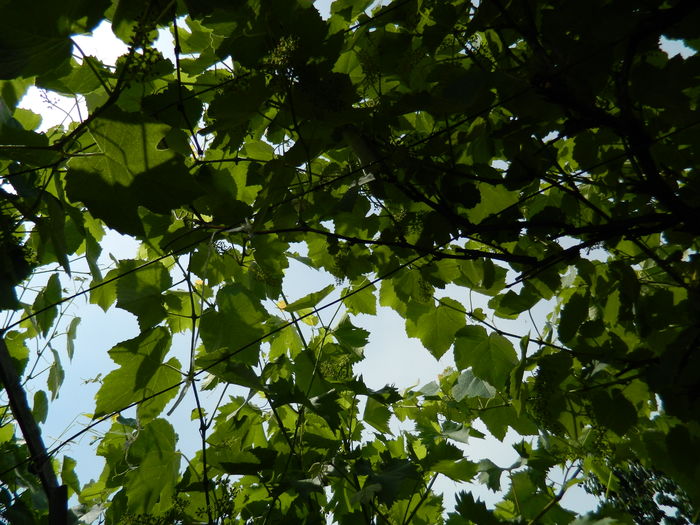 DSCN0610