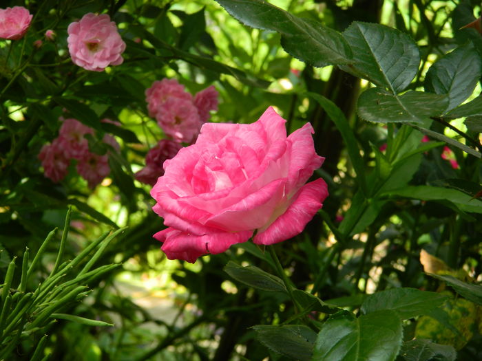 DSCN0612