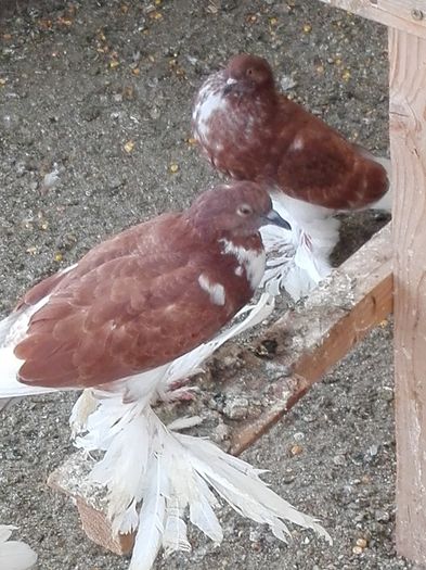 IMG_20160620_190447 - Pui 2016