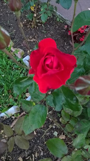 WP_20160620_21_01_38_Pro