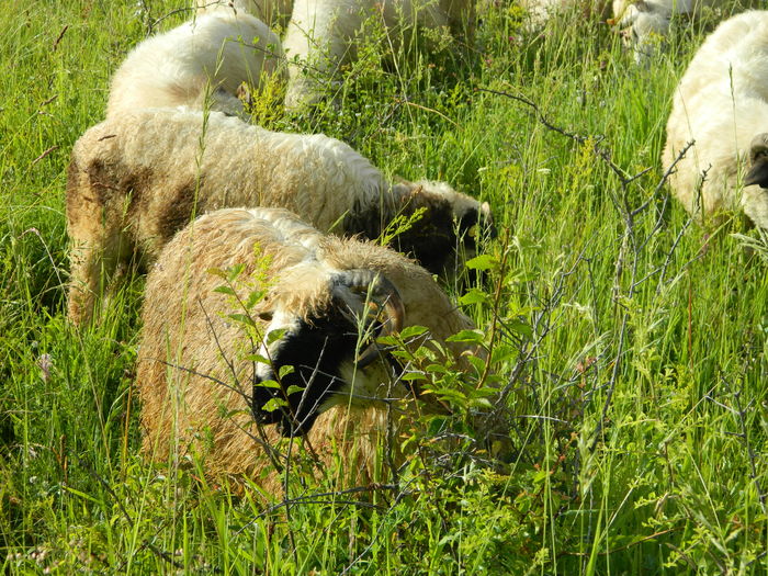 DSCN9595 - Oile de la Stoieneasa 2016