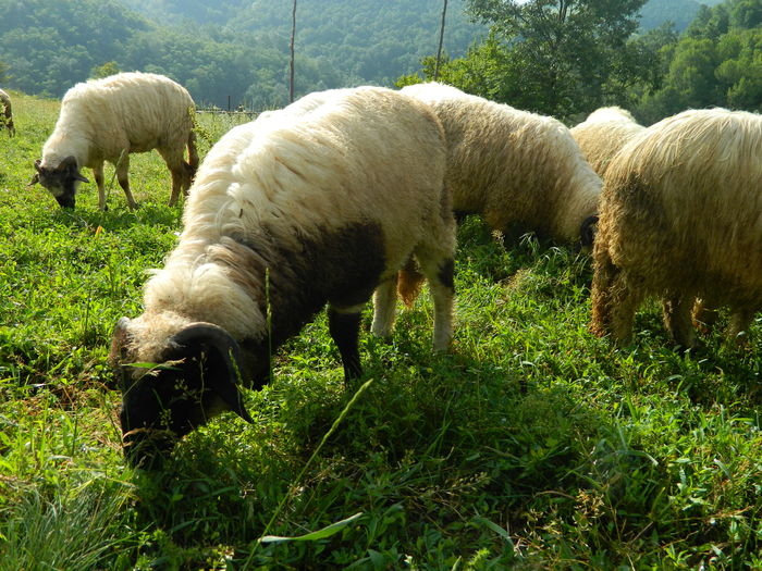 DSCN9609 - Oile de la Stoieneasa 2016