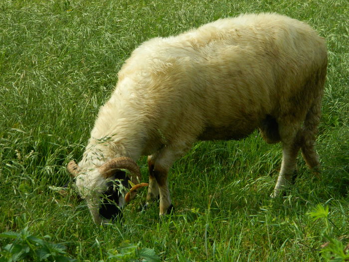 DSCN9613 - Oile de la Stoieneasa 2016