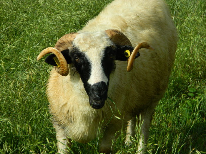 DSCN9614 - Oile de la Stoieneasa 2016