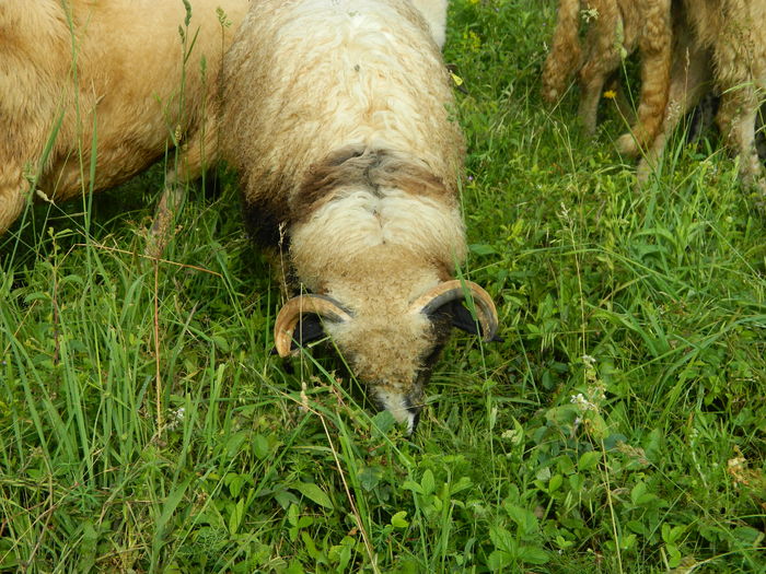 DSCN9615 - Oile de la Stoieneasa 2016