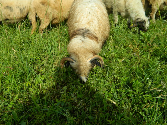 DSCN9616 - Oile de la Stoieneasa 2016