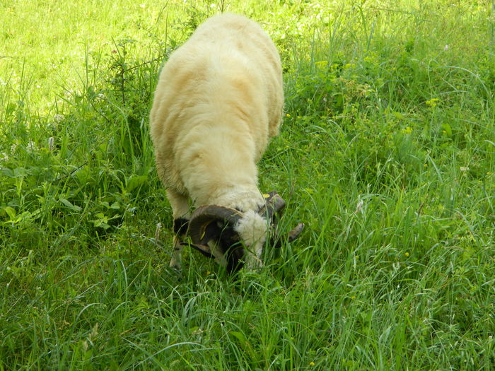 DSCN9630 - Oile de la Stoieneasa 2016