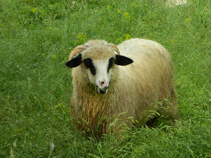 DSCN9631 - Oile de la Stoieneasa 2016