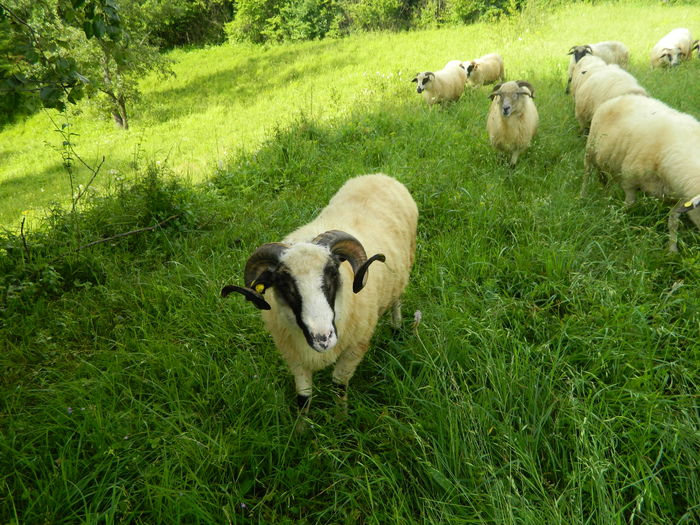 DSCN9632 - Oile de la Stoieneasa 2016