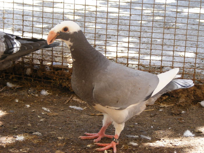 PUI 2016 vindut iun.2016