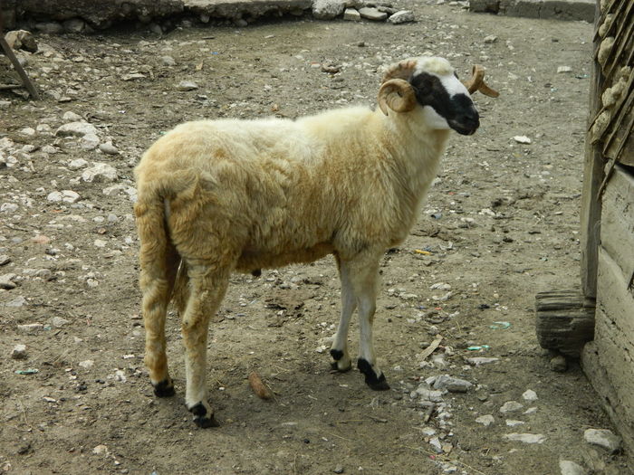 DSCN9636 - Oile de la Stoieneasa 2016