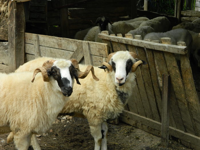 DSCN9637 - Oile de la Stoieneasa 2016