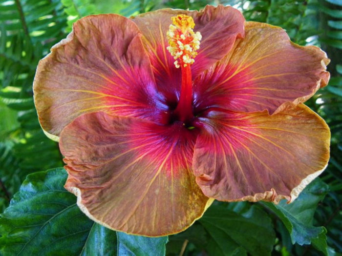 Hibiscus Campfire Girl - Hibiscus Gommer