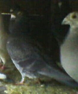 Femela Covacit Pe Negru