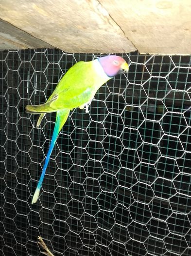 20160620_214112 - Papagali cap de pruna