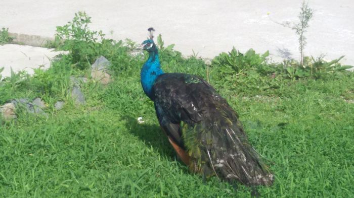 20.06.2016 - PAUNI UMAR NEGRU