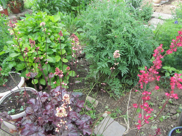 IMG_0109 - Flori de gradina-2016-Primavara