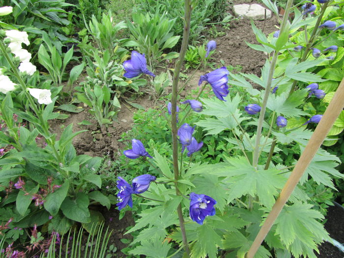 IMG_0111 - Flori de gradina-2016-Primavara