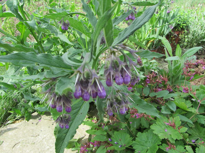 IMG_0112 - Flori de gradina-2016-Primavara