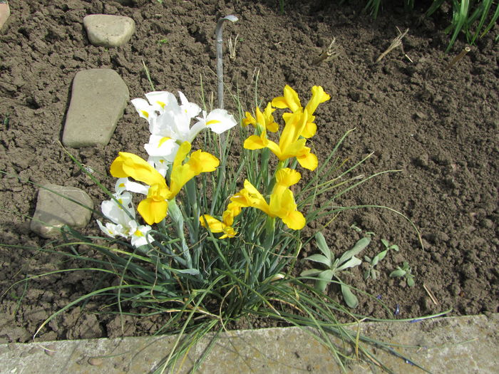 IMG_0123 - Flori de gradina-2016-Primavara