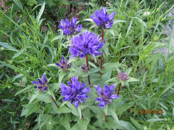 IMG_0145 - Flori de gradina-2016-Primavara