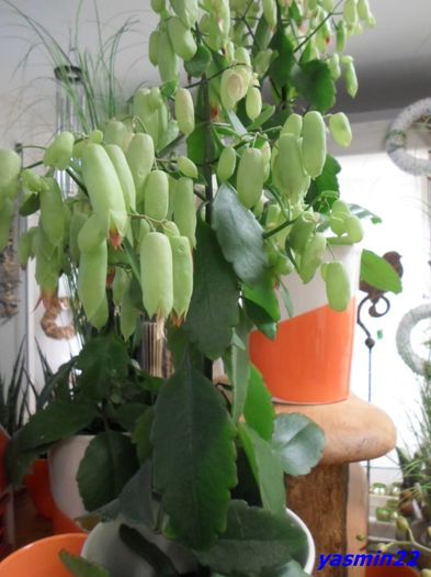 086 15 apr.2016 - Expozitie de flori