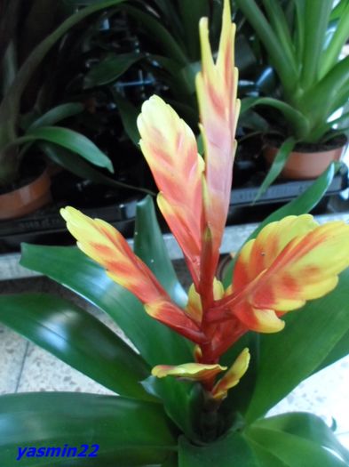 097 - Expozitie de flori