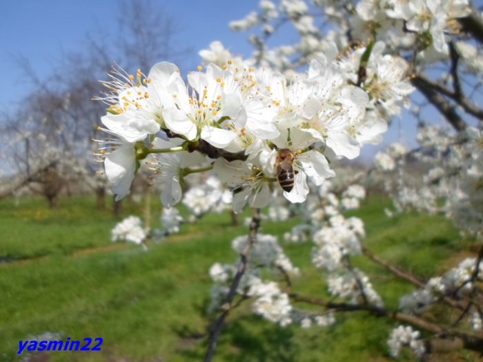 028 - X-Flori de primăvară
