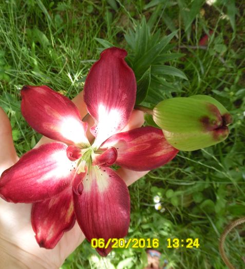 SAM_3458 - Crini dalii gladiole