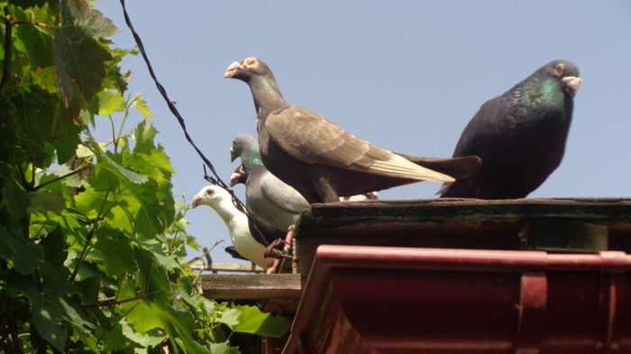 Toaletarea viei - Viata porumbeilor 2016 partea 1