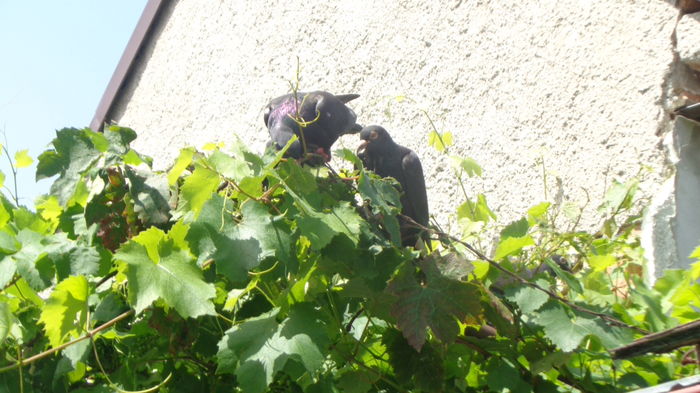 Culesul viei in iunie, recolta 2 - Viata porumbeilor 2016 partea 1