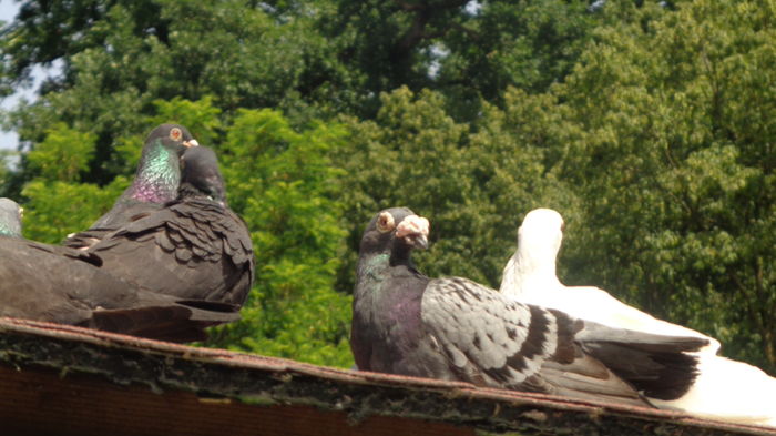Trandaveala dupa baie - Viata porumbeilor 2016 partea 1