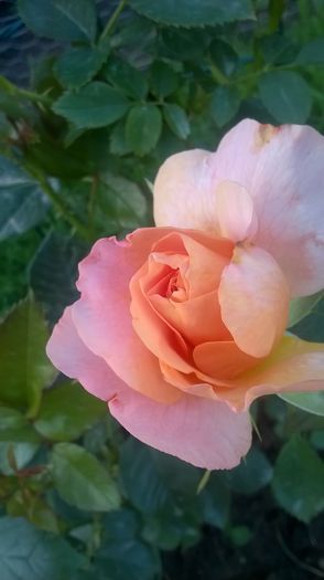 WP_20160620_20_46_47_Pro - Trandafiri 2016