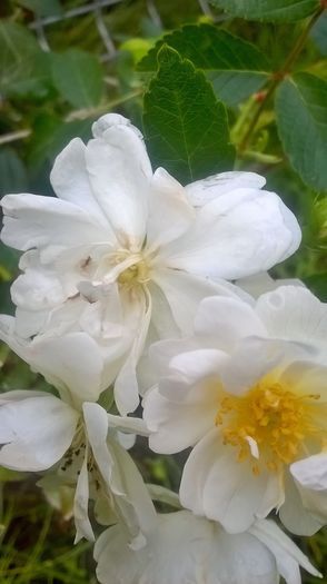 guirlande d'amour - Trandafiri 2016