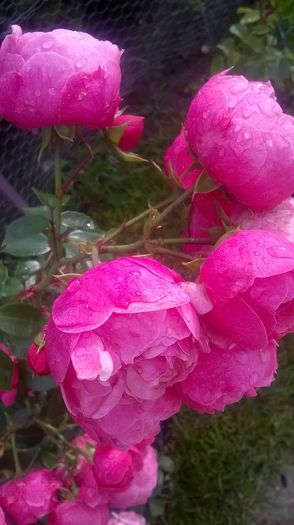 pomponella - Trandafiri 2016