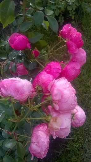 pomponella - Trandafiri 2016