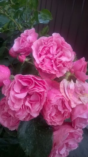 leonardo da vinci - Trandafiri 2016