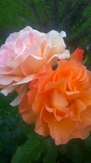 doris tysterman - Trandafiri 2016