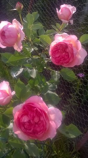 WP_20160618_19_14_03_Pro - Trandafiri 2016