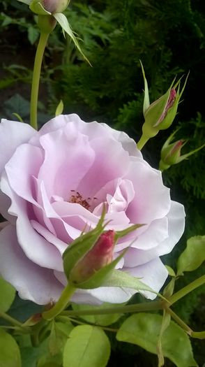 sisi - Trandafiri 2016