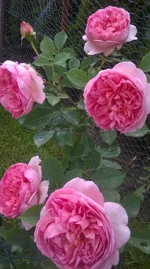 boscobel - Trandafiri 2016