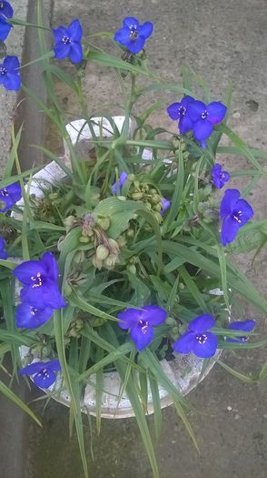 WP_20160620_07_11_08_Pro - gradina 2016