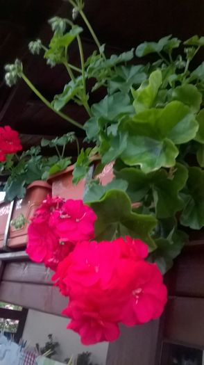 WP_20160619_20_07_36_Pro - gradina 2016