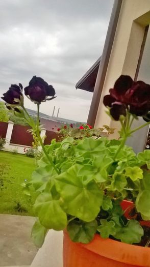 WP_20160619_20_07_17_Pro - gradina 2016