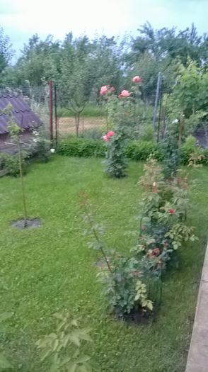 WP_20160619_19_52_21_Pro - gradina 2016