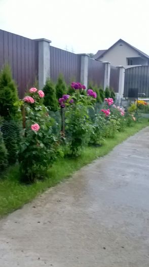 WP_20160619_19_51_40_Pro - gradina 2016