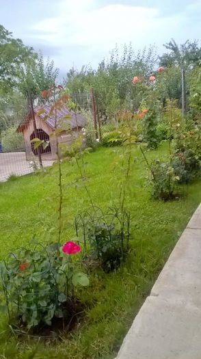 WP_20160619_19_34_53_Pro - gradina 2016