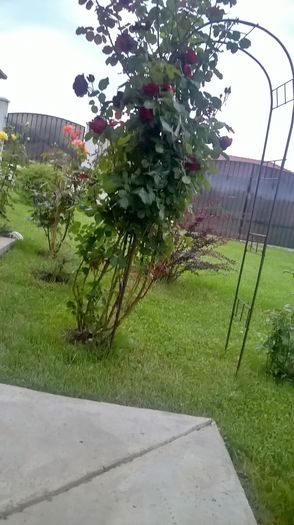 WP_20160619_19_34_45_Pro - gradina 2016